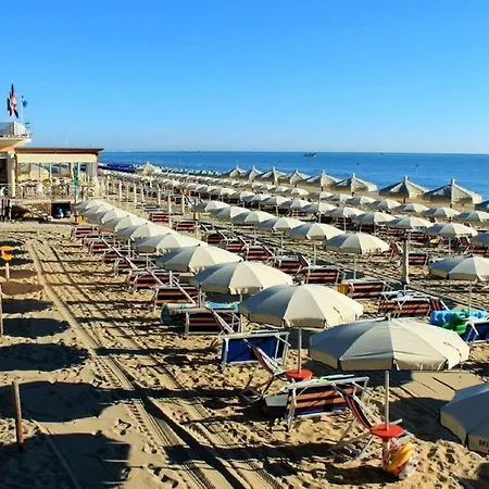 Ficus 3 - * 皮内托